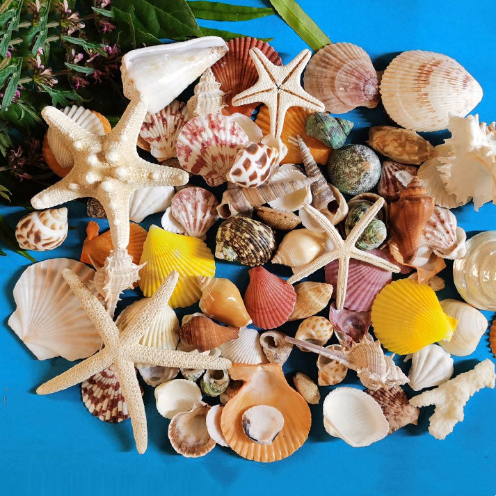 【shell】10 pcs mixed seashell for DIY craft